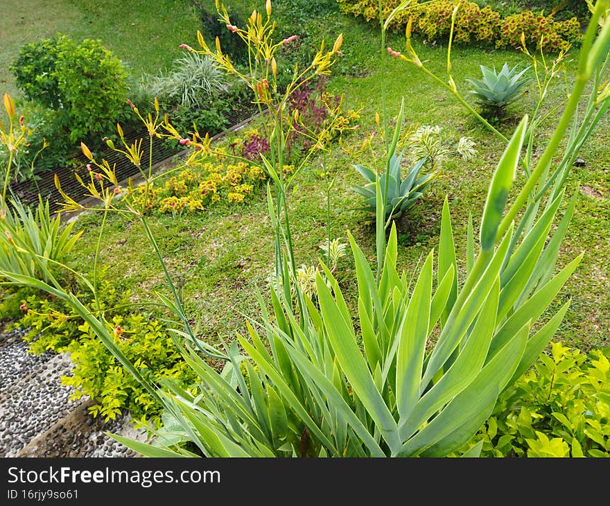 Fresh greeny plants in the morning at the garden, Cianjur, Indonesia - 2022. Flower and other plants needed for greeny