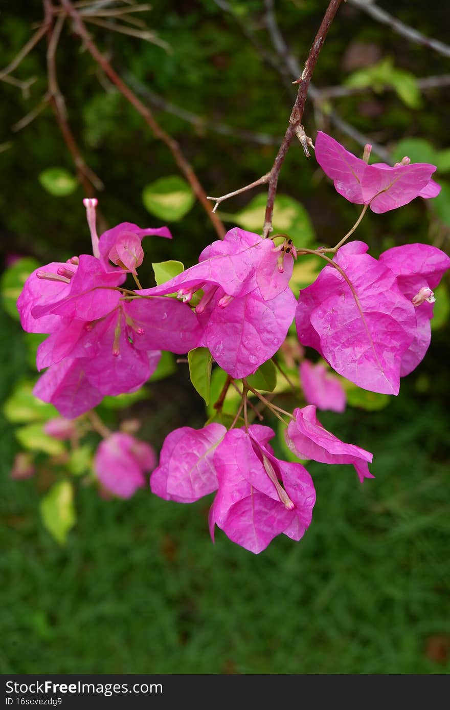 The purple bougainvillea flowers are a great contrast to the green background. The purple bougainvillea flowers are a great contrast to the green background.