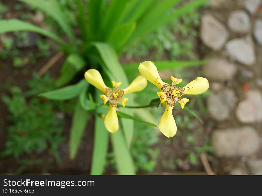 Yellow Flowers With Blurred Background And Looks Beautiful