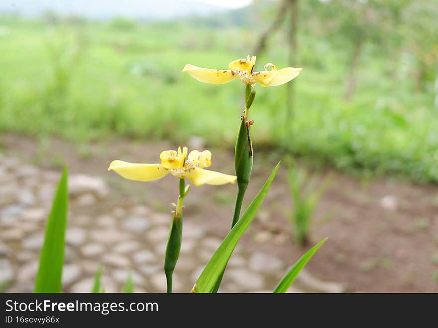 yellow flowers with a blurred background and looks beautiful. The yellow color makes the flowers look more alive. yellow flowers with a blurred background and looks beautiful. The yellow color makes the flowers look more alive.