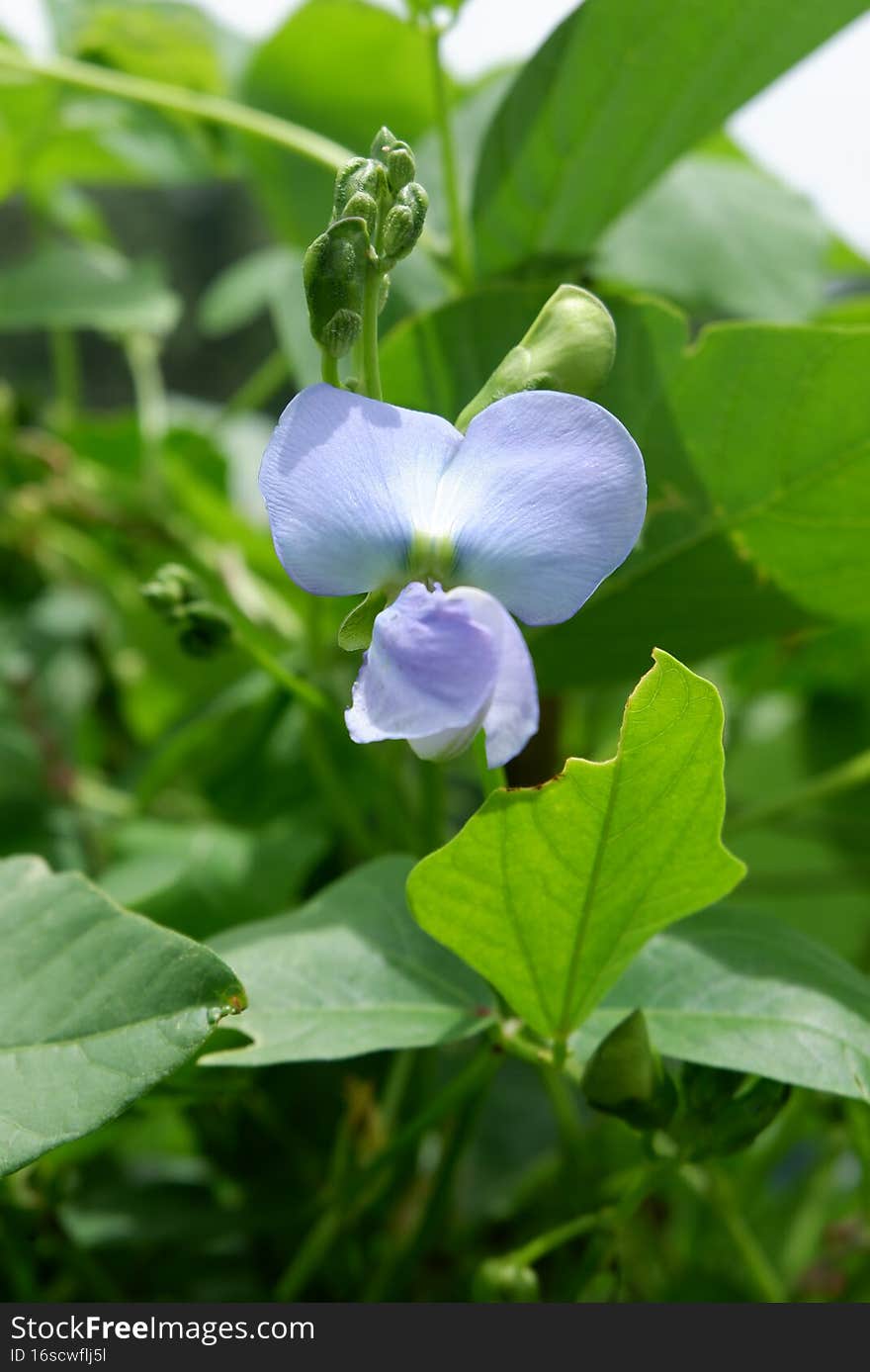 Long Bean Flower