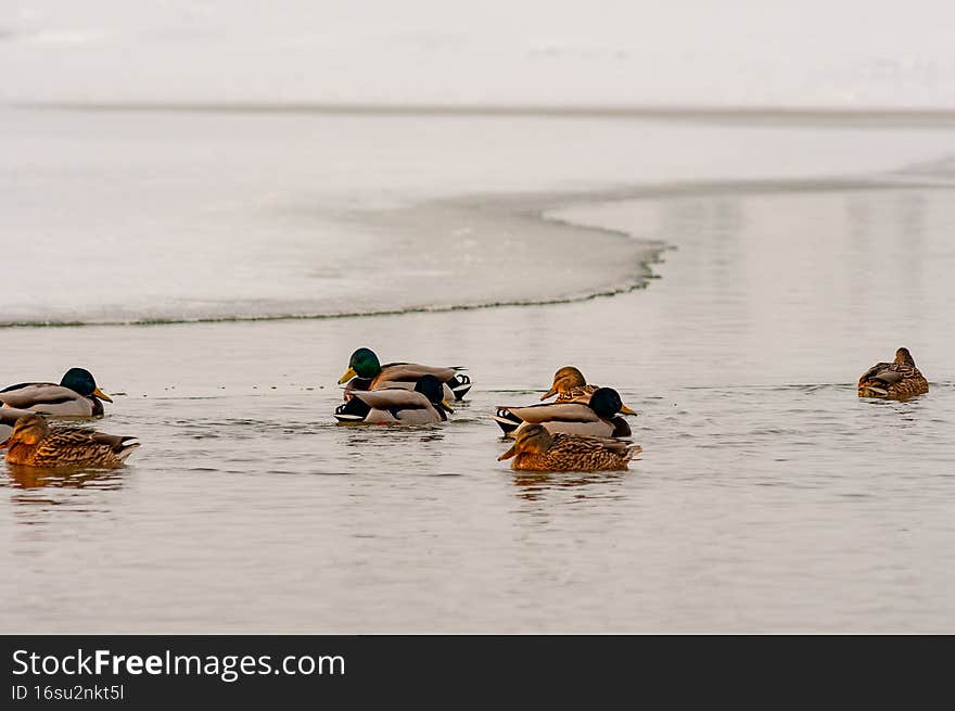 A flock of ducks swimming in an ice hole on a winter day! shot with a Nikon D300S camera!. A flock of ducks swimming in an ice hole on a winter day! shot with a Nikon D300S camera!