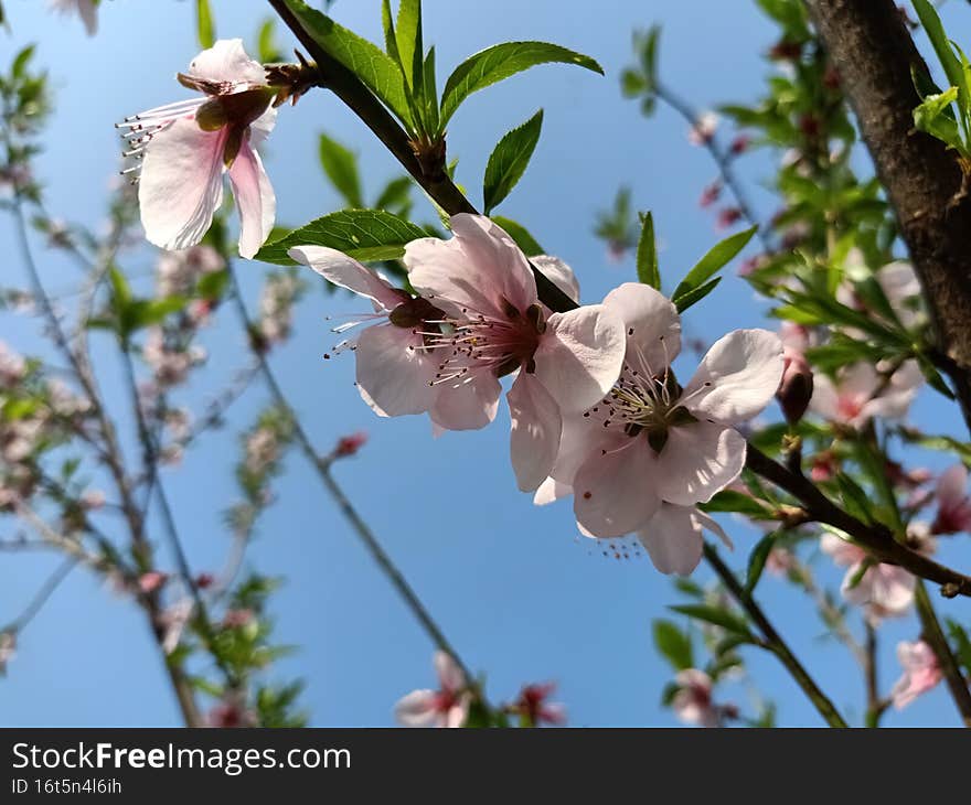 Peach tree with pink flowers. Blossom or bloom concept.