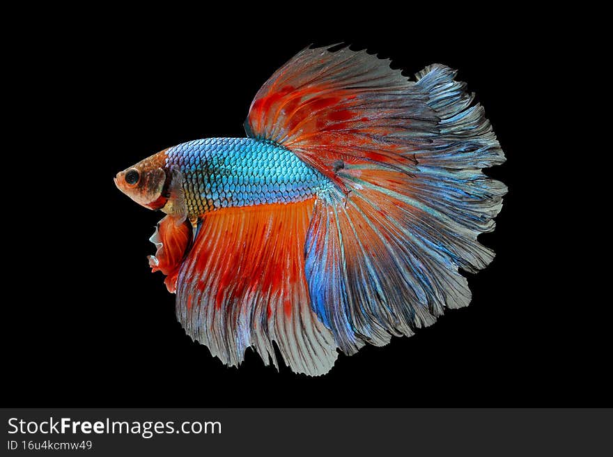 Colorful betta fish, siamese fighting fish isolated on black. Animal background