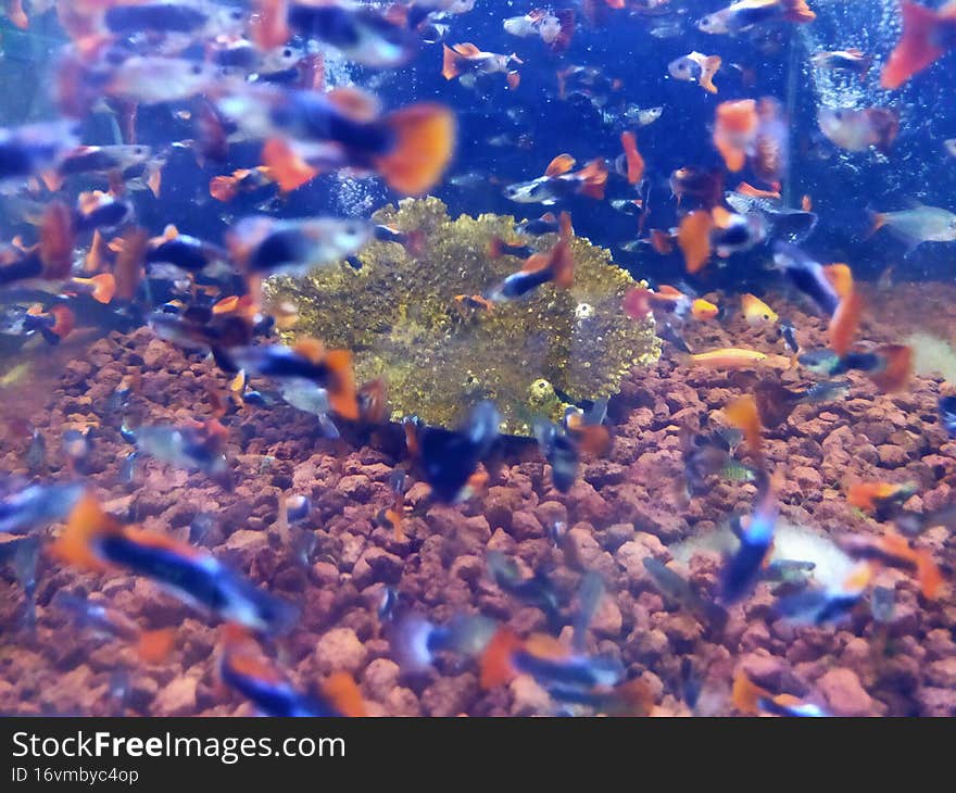 guppy fish freshwater ornamental fish images