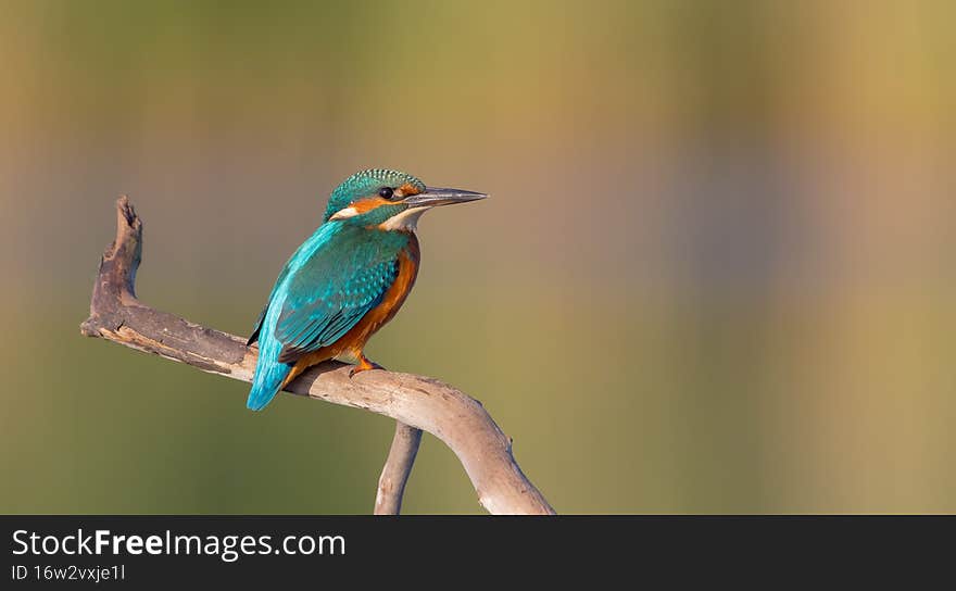 Common Kingfisher - Alcedo atthis - at a wetland in summer. Common Kingfisher - Alcedo atthis - at a wetland in summer