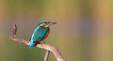 Common Kingfisher - At A Wetland Stock Photo