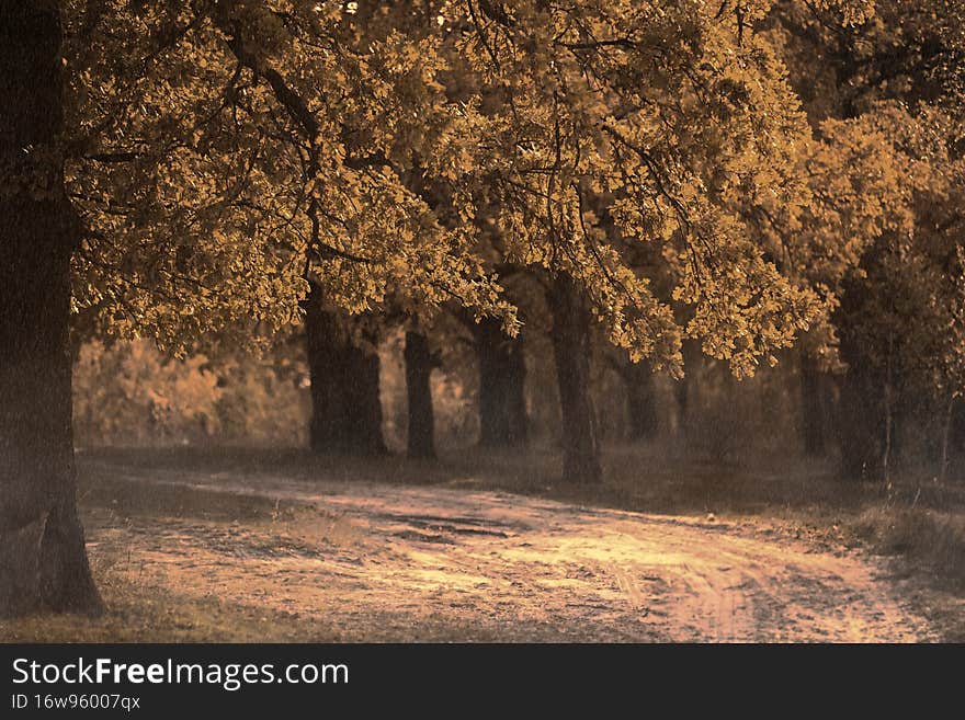 Autumn oak forest with a wide path