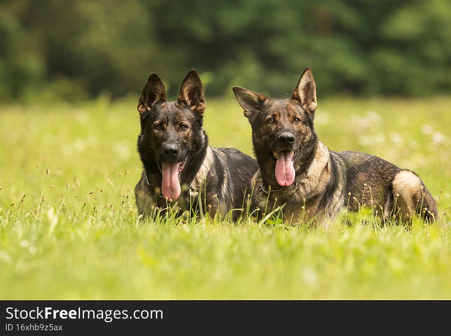 Female German Shepherd Dog two females lying side by side in the grass