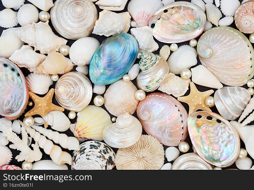 Large Sea Shell Collection with Natural Oyster Pearls Composition