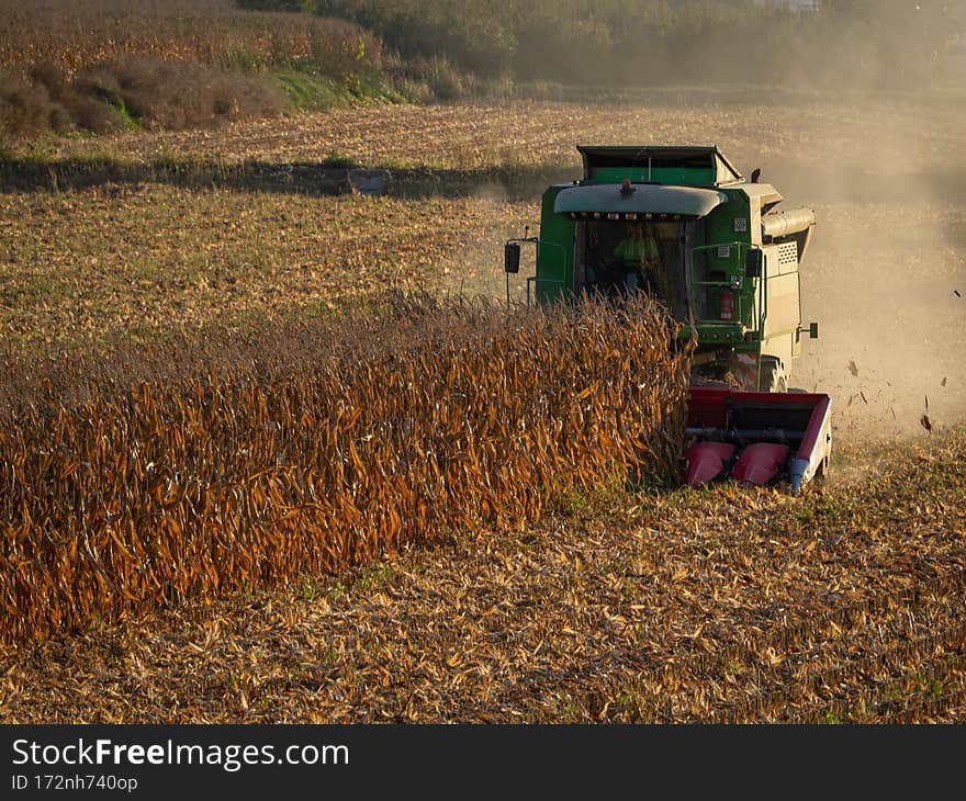 Combination harvester with grain head, wide straw spreader that harvests cereal ears. Combination harvester with grain head, wide straw spreader that harvests cereal ears