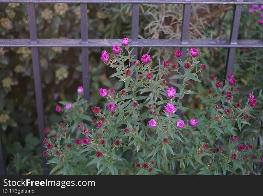 Winter-hardy Aster novi-belgii with rosy purple flowers in October. Berlin, Germany