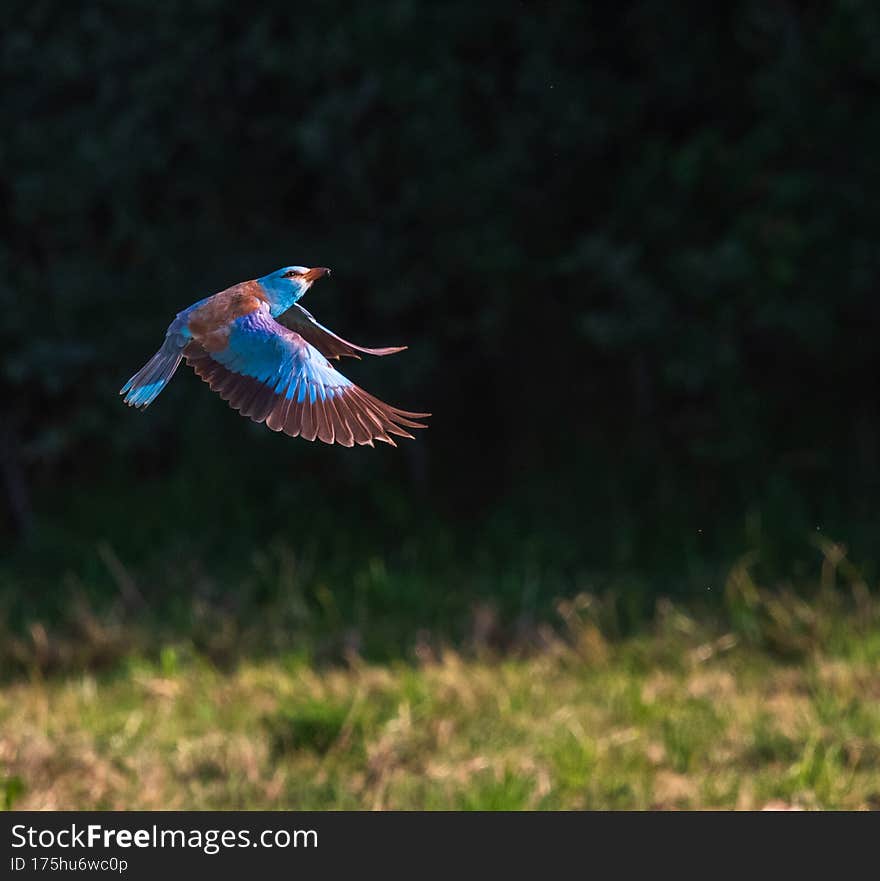 A European Roller in flight / colourful bird / Roller in flight in Provence , France.
blue bird. A European Roller in flight / colourful bird / Roller in flight in Provence , France.
blue bird