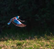 An European Roller In Flight Royalty Free Stock Photos
