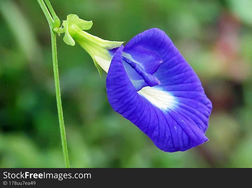 Winged bean plant - flower stock image