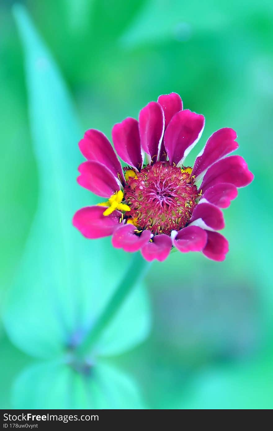 Zinnia flower plant-flower stock image