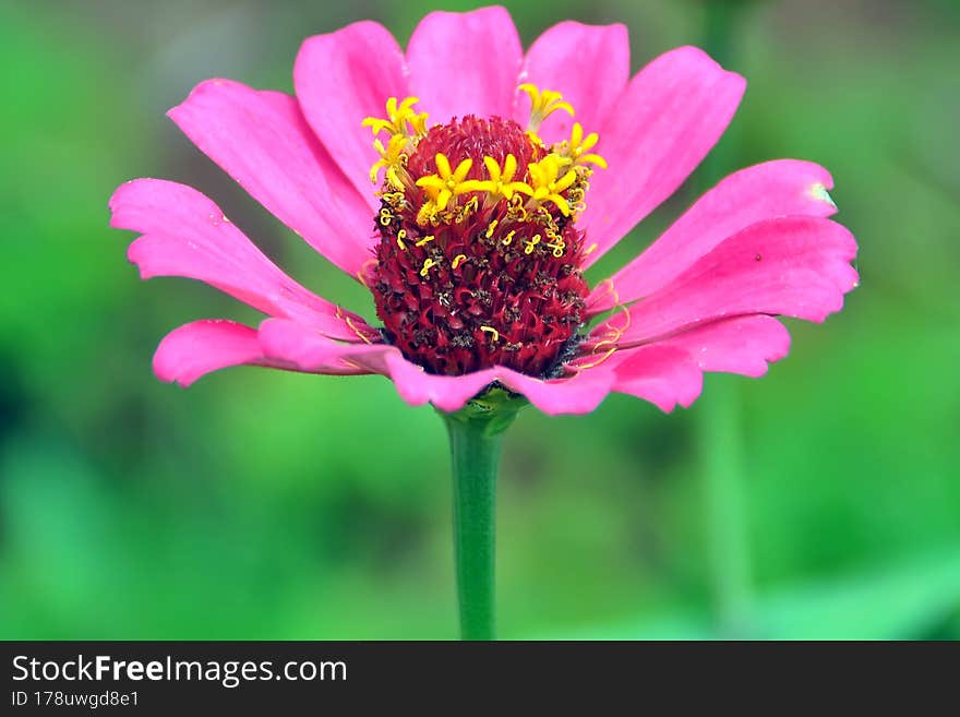 Zinnia flower plant-flower stock image