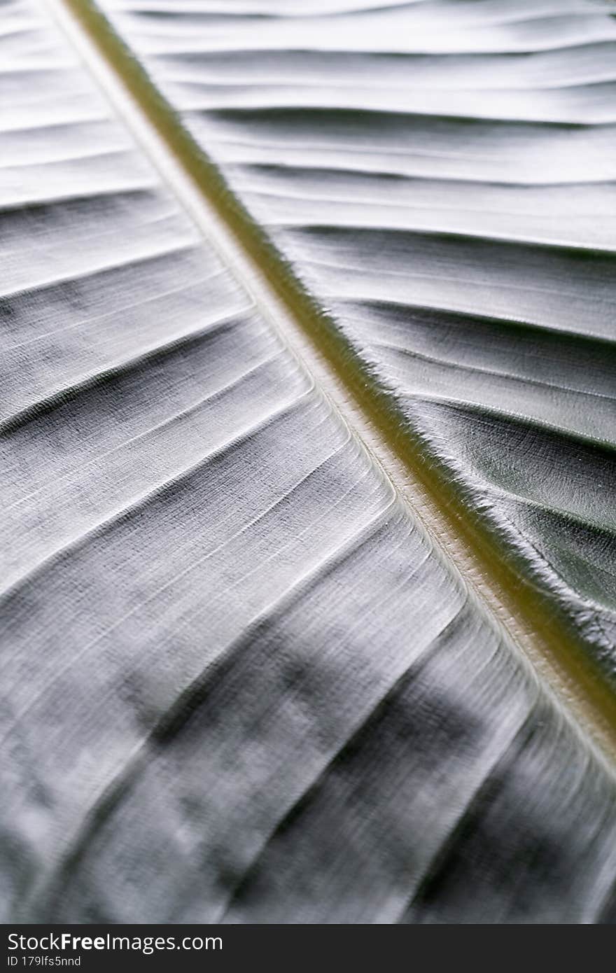 green leaf texture with lines, natural background