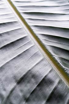 Green Leaf Texture With Lines, Natural Background Stock Photos