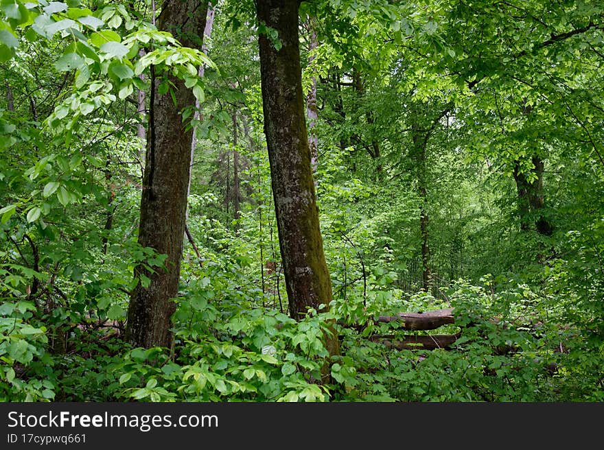 Deciduous stand with old hornbeams among young ones in springtime, Bialowieza Forest, Poland, Europe. Deciduous stand with old hornbeams among young ones in springtime, Bialowieza Forest, Poland, Europe