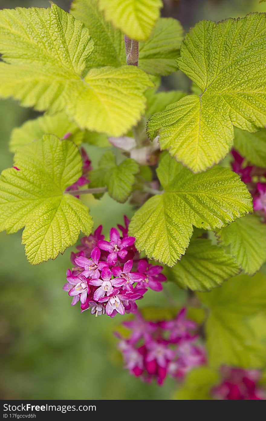 Ornamental currant with pink flowers
