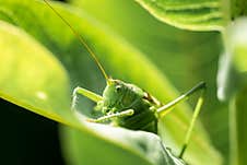 A Green Grasshopper On A Large Leaf Of Grass, In Its Natural Environment Stock Image