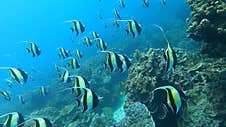 School Of Pennant Coralfish In Colorful Tropical Coral Reef In Surin Island National Park, Phang Nga, Thailand Stock Photos