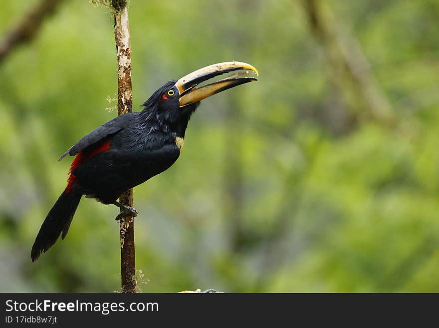 The collared aracari or collared araÃ§ari is a toucan, a near-passerine bird. It breeds from southern Mexico to Panama; also Ecuador, Colombia, Venezuela and Costa Rica. The collared aracari or collared araÃ§ari is a toucan, a near-passerine bird. It breeds from southern Mexico to Panama; also Ecuador, Colombia, Venezuela and Costa Rica.