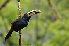 A Collared Aracari In Ecuador Stock Image