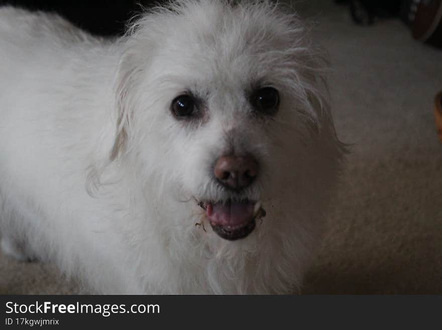 A close up portait of a happy little white dog