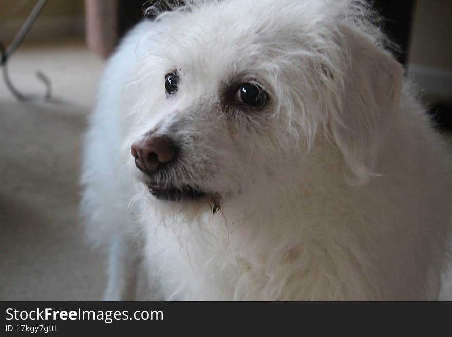 Little White Dog Looking Pensively At Something