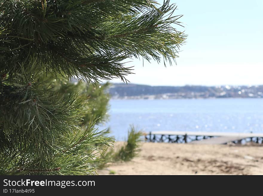 fluffy pine on a blurred background of the river