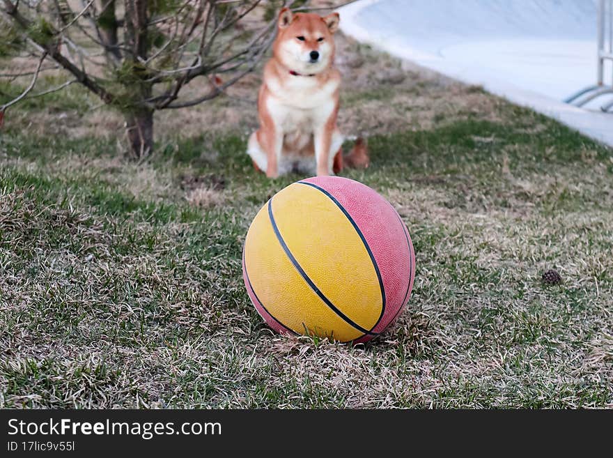 a basketball and a dog in the background