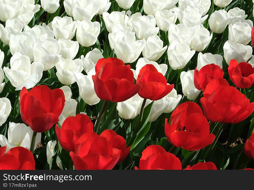 International Tulip Feast, Istanbul, Turkey