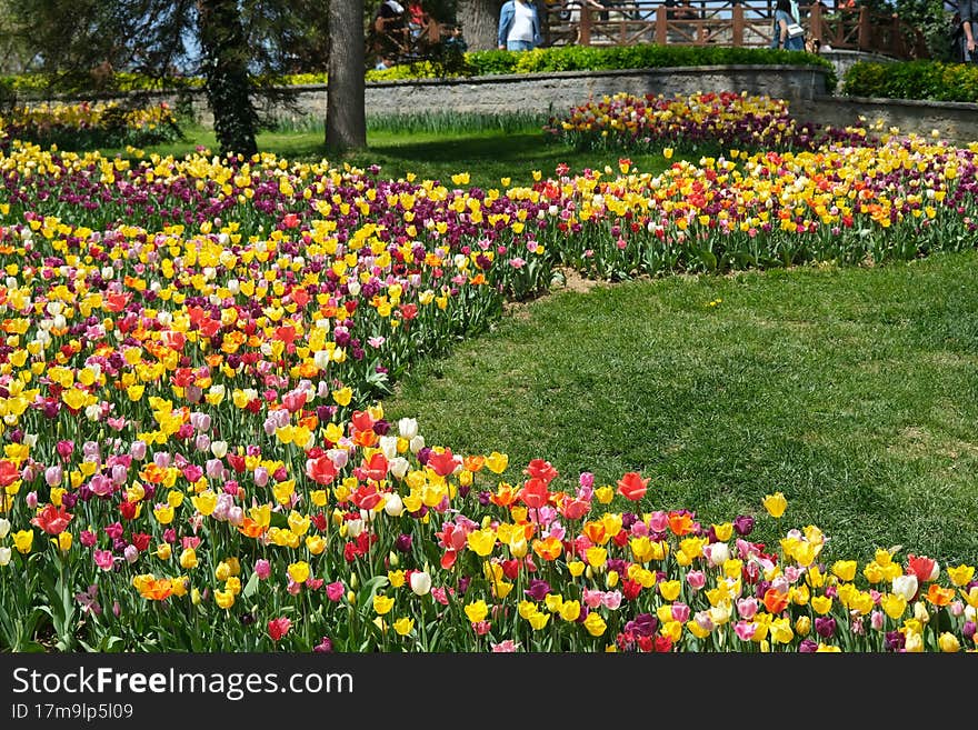 International Tulip Feast, Istanbul, Turkey