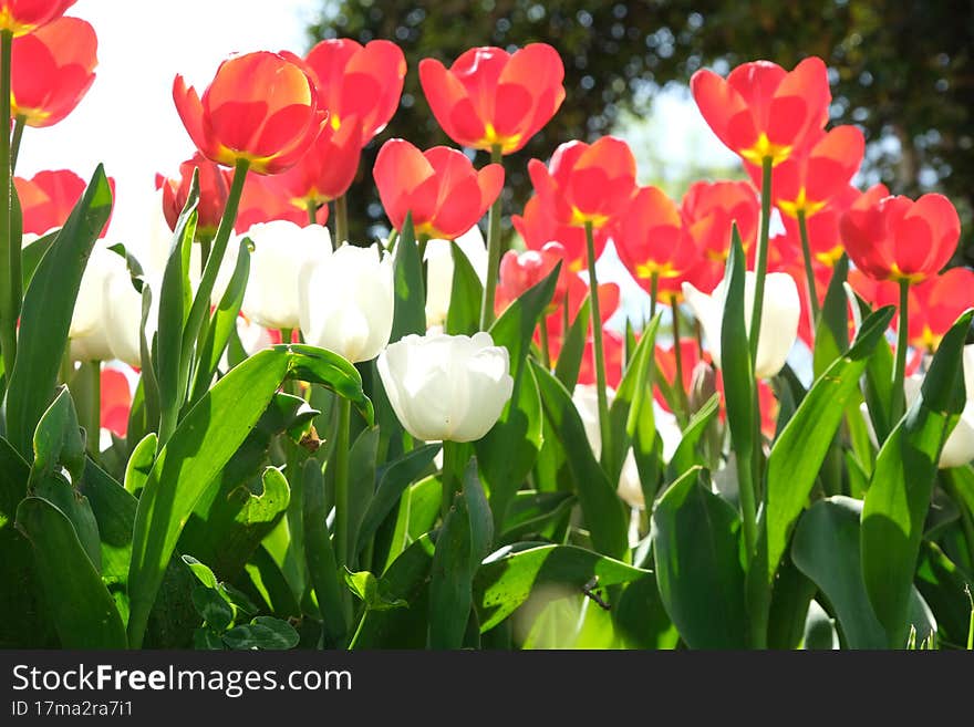 International Tulip Feast, Istanbul, Turkey