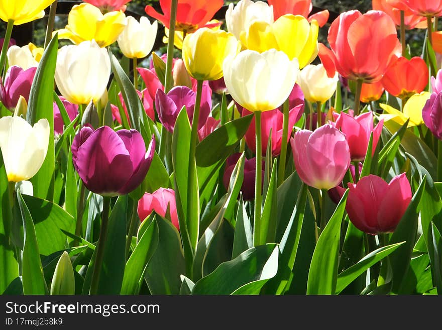 People see tulips and other flowers at the International Tulip Festival in Emirgan Wood,Istanbul, Turkey. APRIL 24, 2022 ISTANBUL TURKEY. People see tulips and other flowers at the International Tulip Festival in Emirgan Wood,Istanbul, Turkey. APRIL 24, 2022 ISTANBUL TURKEY