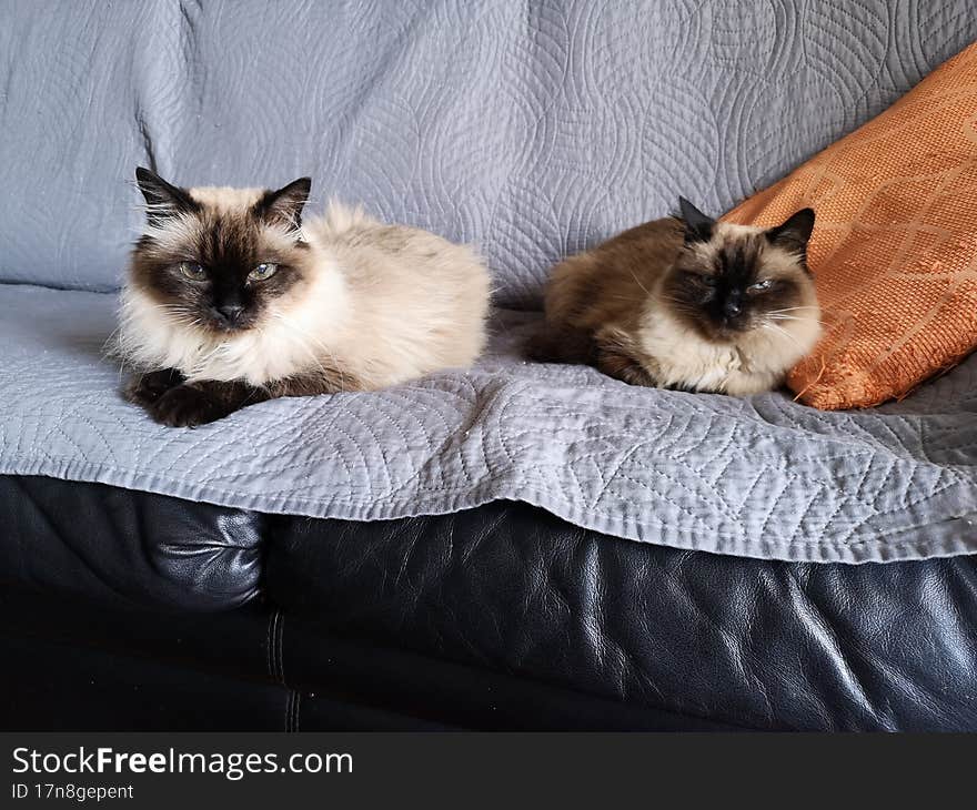 Two Cats On A Sofa