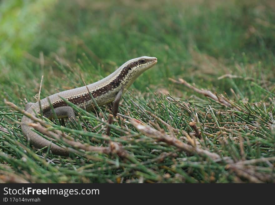 The skink acting and looking at the camera on the tree.