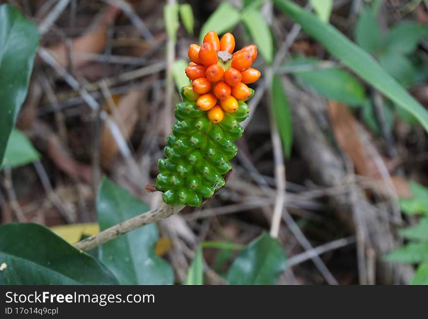 Pseudodracontium fallax fruit - Family: Araceae