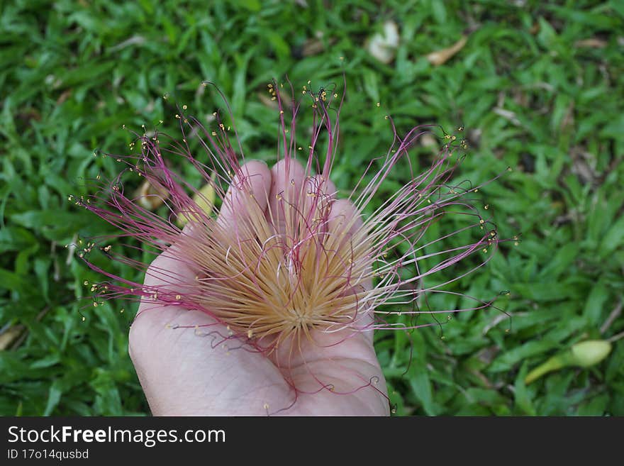 Barringtonia Asiatica Flower On Hand