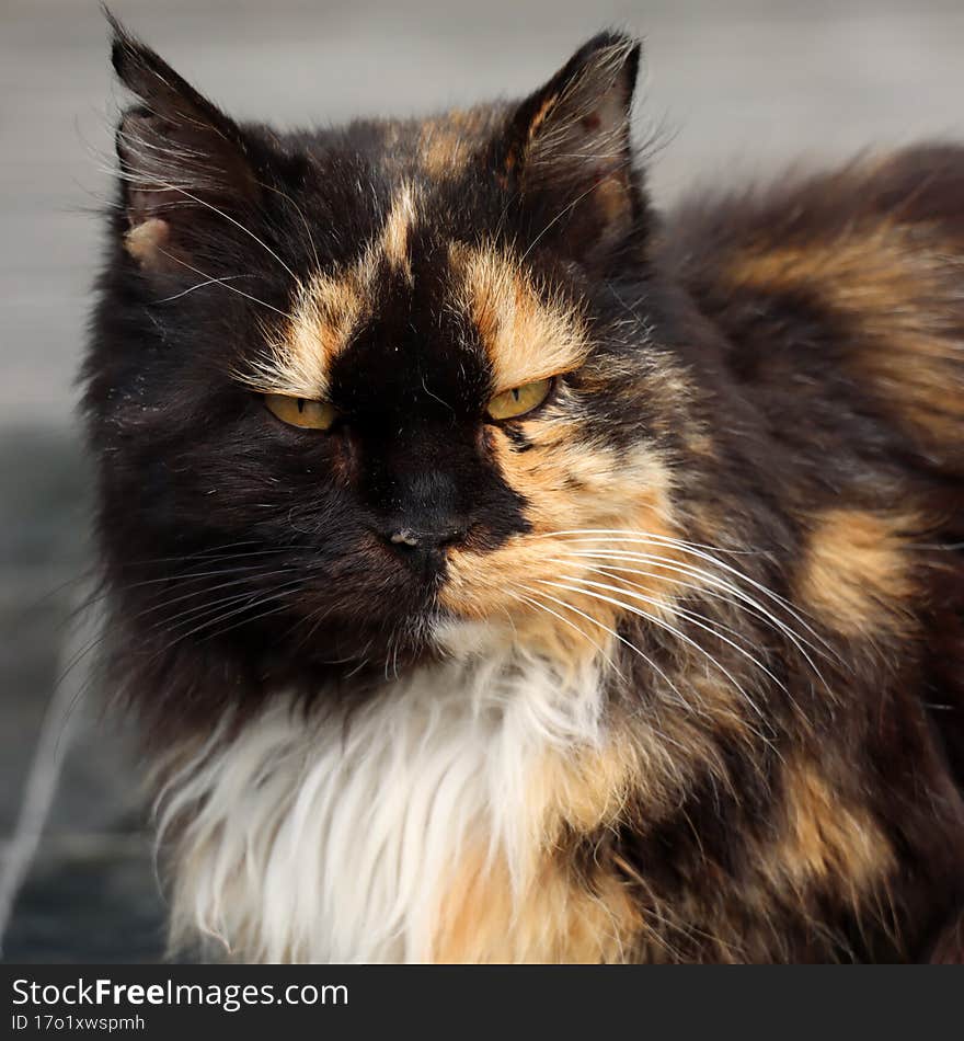 Multicolored persian cat that looks carefully