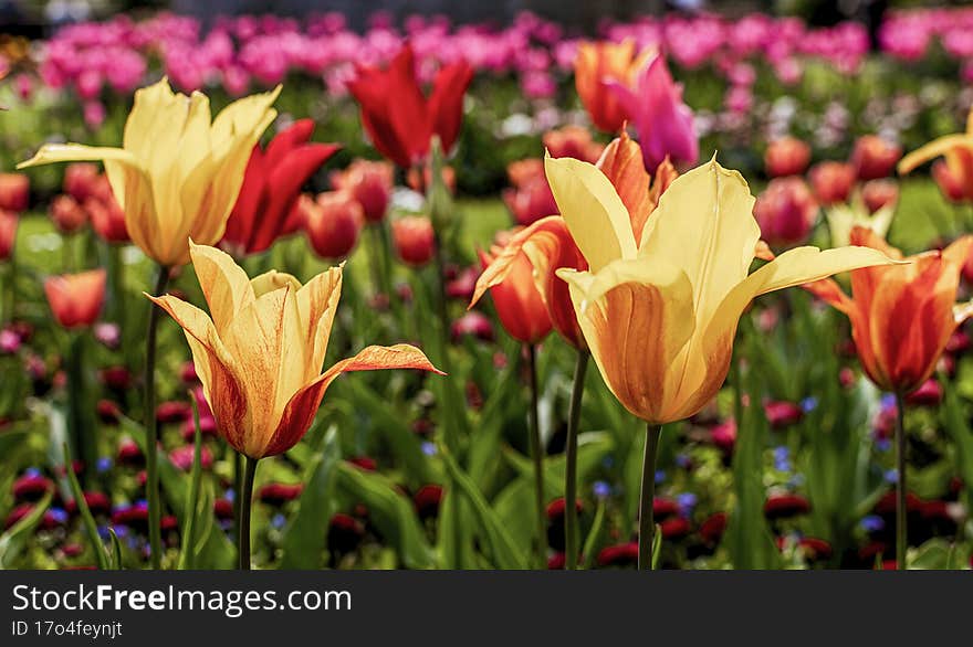 Yellow and red tulips in foreground with other coloured flowers blurred in background