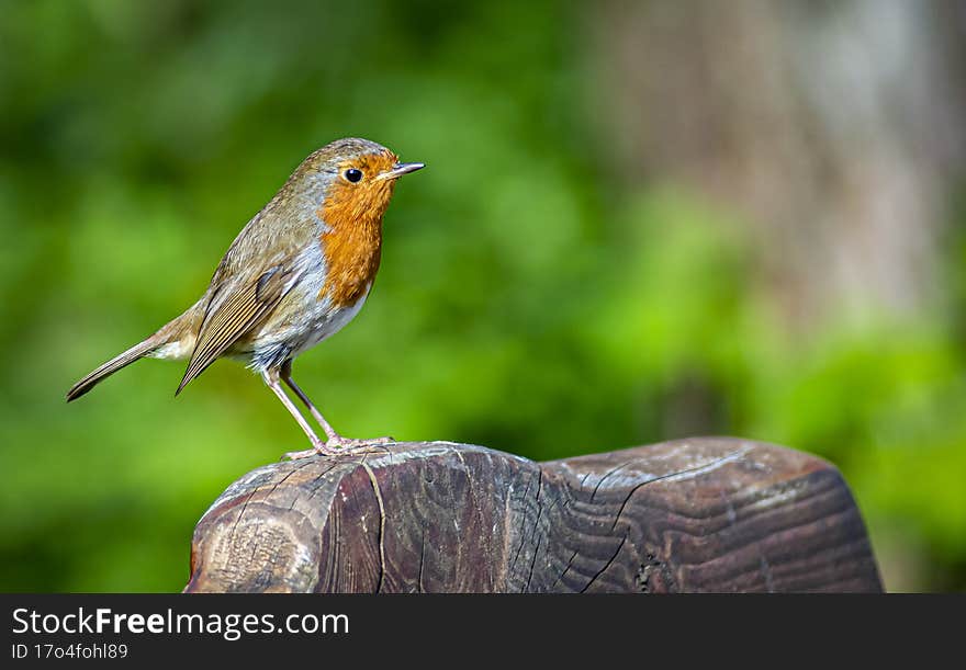 Robin perched on block of wood