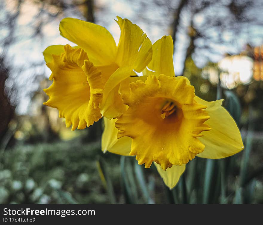 Two Daffodils In Close Up.