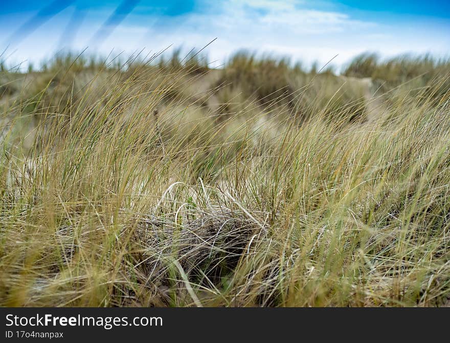 sand dune grass blowing in the wind