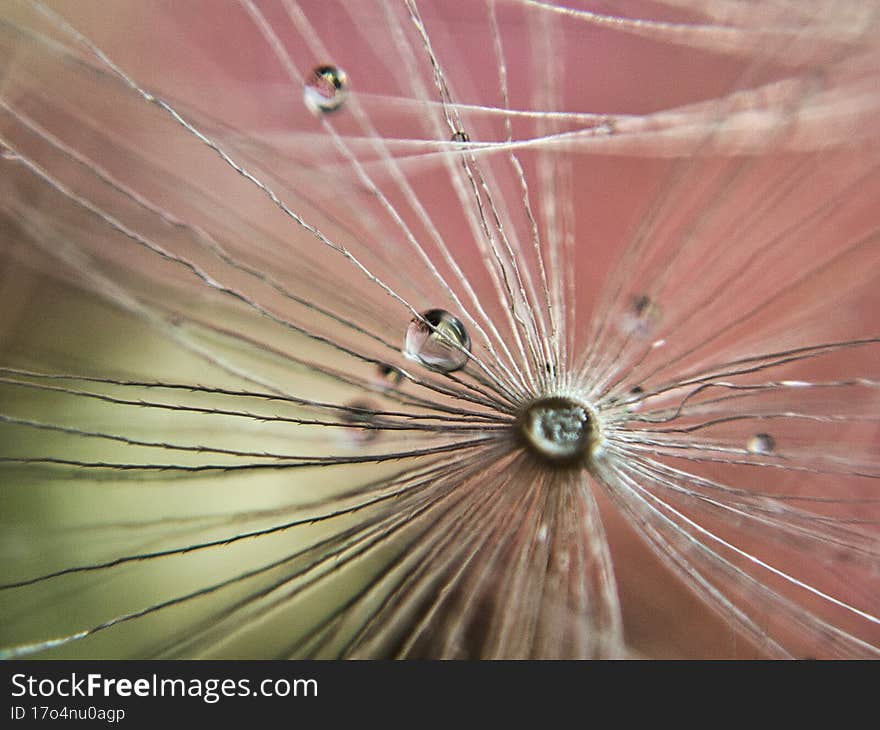 Water droplets on a dandelion seed, macro