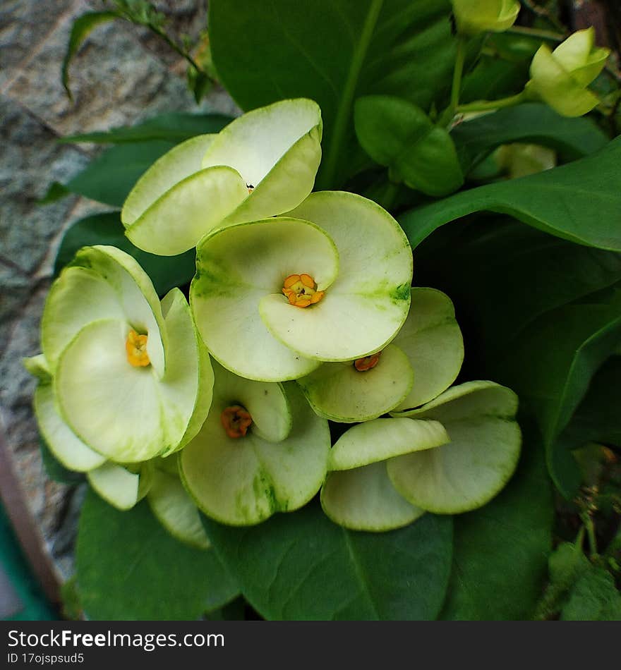 crown of thorns is the yellow version