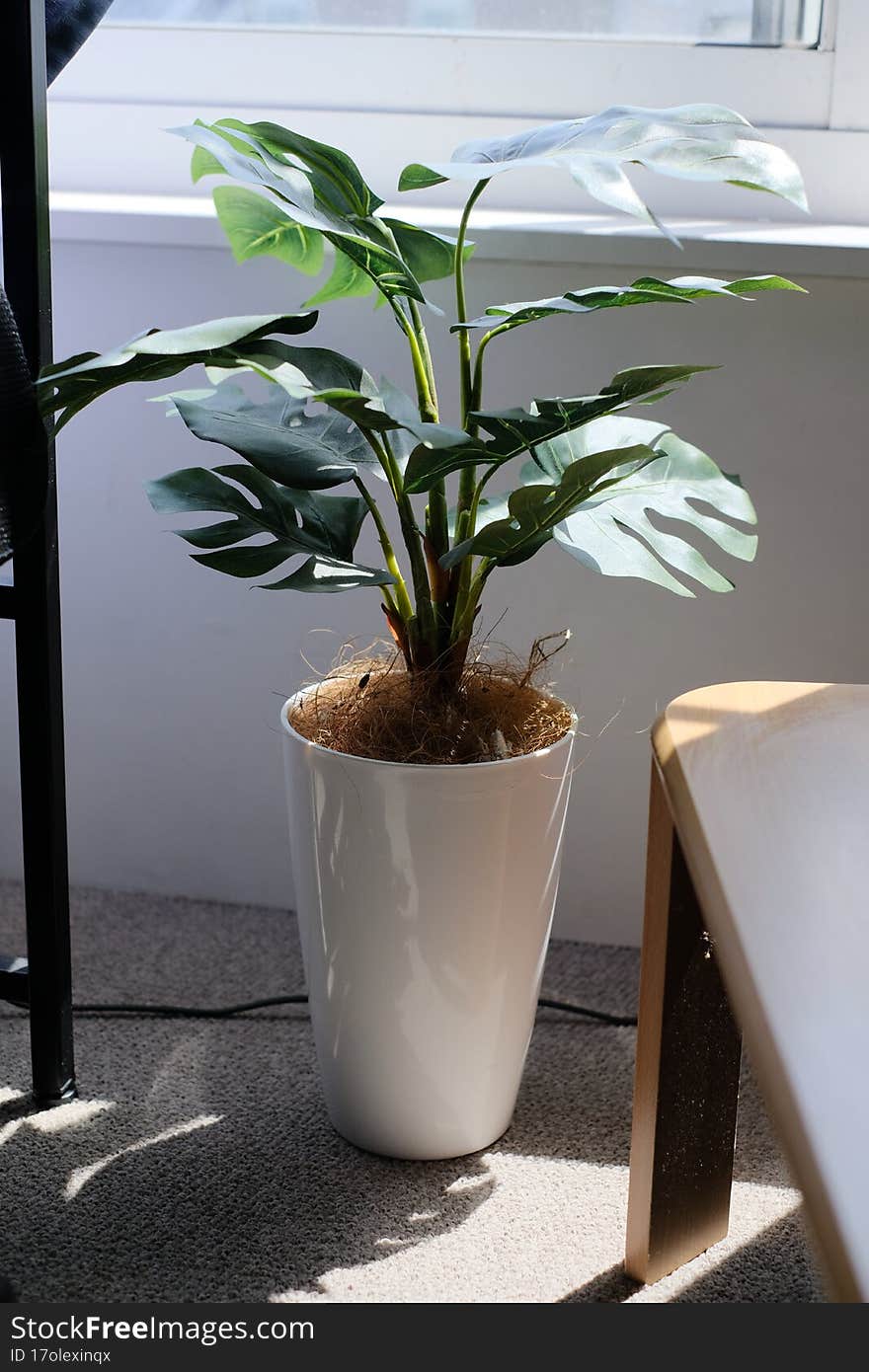 Plant in a pot in the Japanese boarding room