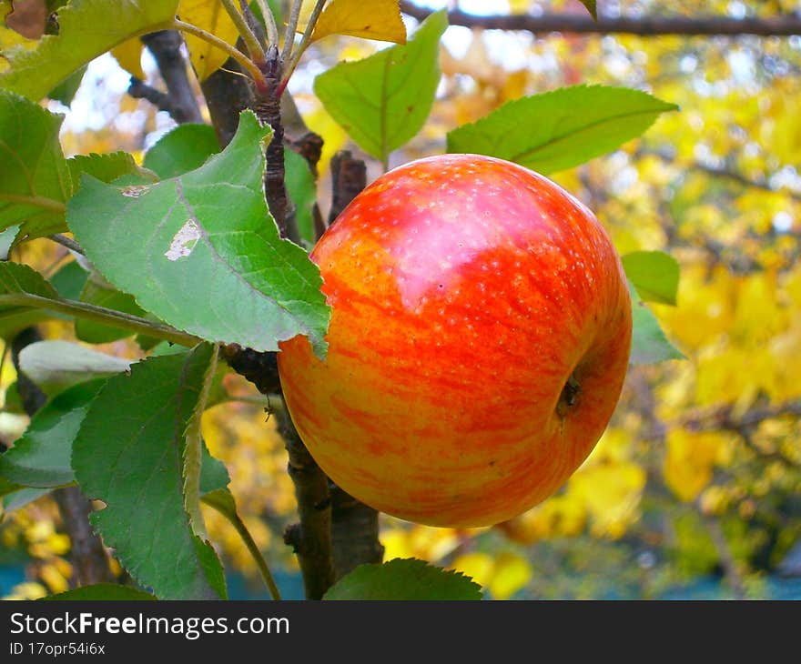 ripe apple in a country garden in late autumn